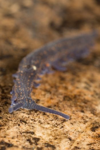 Media type: image;   Invertebrate Zoology 144608